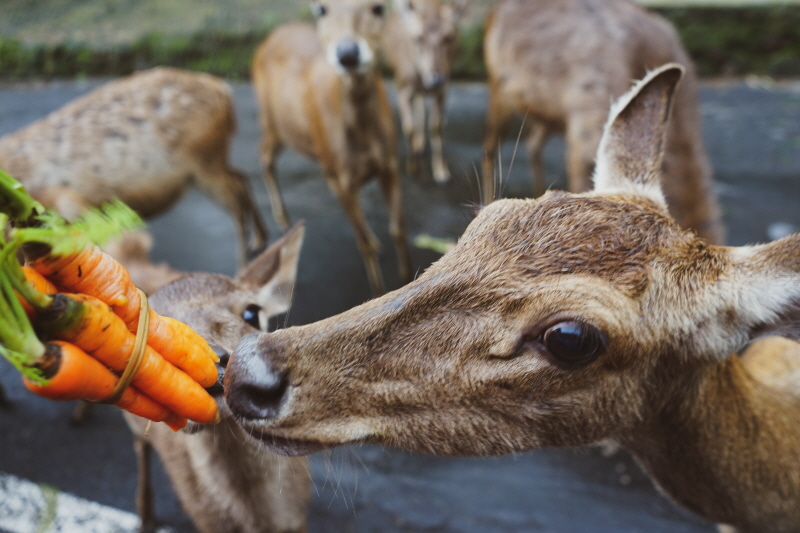feeding carrot
