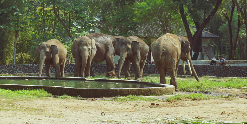 보로부두르 코끼리