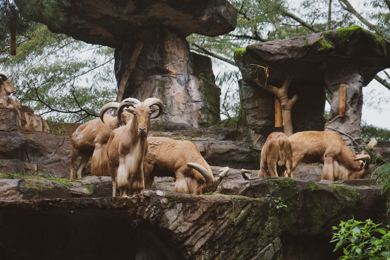 indonesia safari zoo travel
