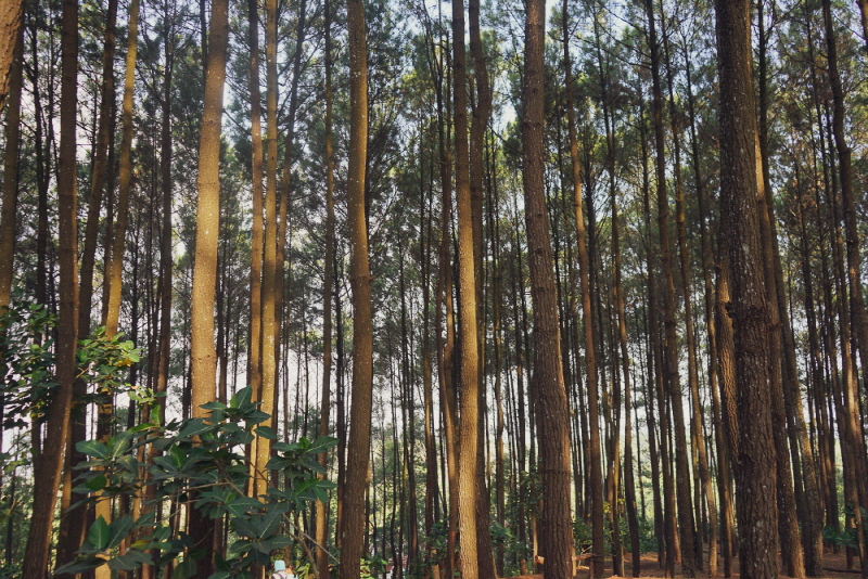 족자카르타 소나무숲