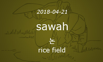 sawah